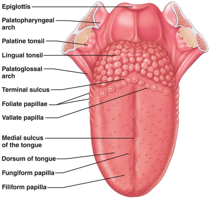 bagian bagian lidah dan fungsinya, sel reseptor, hewan vertebrata, reseptor kimiawi, struktur lidah, sinyal – sinyal kimiawi, sel – sel epitelium lidah, macam – macam papila pengecap di lidah, sel papila, papila fungiformis, papila filiformis, papila sirkumvalata, papila foliata, area pengecapan di lidah, gambar bagian lidah, fungsi bagian bagian lidah
