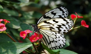 Persebaran Flora Dan Fauna Di Indonesia, Persebaran Fauna Di Indonesia, Persebaran Flora Di Indonesia, Persebaran Fauna Di Dunia, Pengertian Flora Dan Fauna, Peta Persebaran Flora Dan Fauna Di Indonesia, Fauna Peralihan, Faktor Yang Mempengaruhi Persebaran Flora Dan Fauna, Fauna Indonesia, Flora Indonesia Bagian Barat, Contoh Fauna Asiatis, Fauna Indonesia Bagian Timur, Pengertian Garis Weber, Flora Peralihan, Fauna Indonesia Bagian Tengah, Contoh Flora dan Fauna Australis, Contoh Flora dan Fauna Peralihan